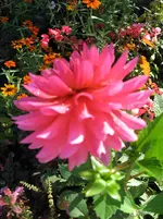 IMG_3071.webp