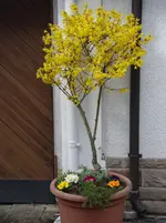Frühjarsblüher (4).webp