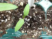 SAM_1801.webp