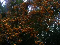 Feuerdorn Früchte.webp