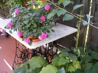 Gefülltes Lieschen 24.8.2013.webp