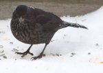 Amsel mit vereistem Schwanz.jpg