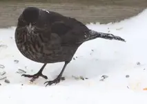Amsel mit vereistem Schwanz.webp