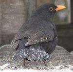 amsel Schnee am Schwanz.jpg