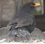 amsel Schnee am Schwanz.webp