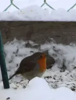 Rotkehlchen.webp