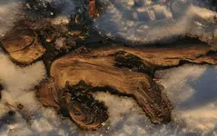 Holz8.webp