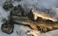 Holz7.webp