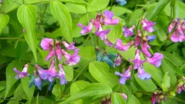 DSCN4524.webp