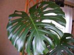 Monstera1.jpg