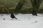 Amsel__0001.JPG