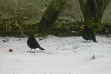Amsel__0001.webp