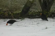 Amsel__0002.webp
