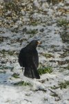 Amsel__0003.JPG