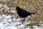 Amsel__0004.JPG