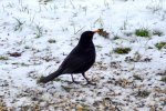 Amsel__0005.JPG