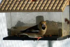 Kernbeißer_0004.webp