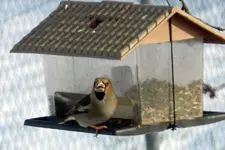 Kernbeißer_0005.webp