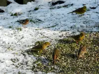 Goldammer und Co_0001.webp