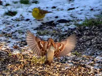 Goldammer und Co_0006.webp