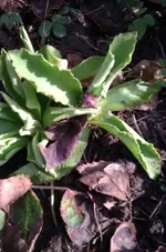 IMAG1662.webp