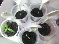 2014-02-03 Tomaten KTW.webp