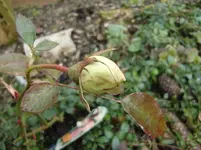 CIMG4608.webp