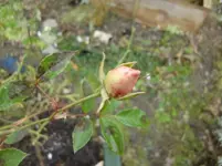 CIMG4613.webp