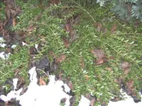 BILD2570.webp
