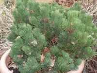 SAM_2890.webp