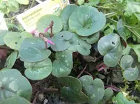 CIMG4534.webp CIMG4534.webp