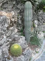 045.webp