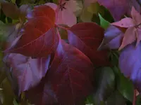 Weinblatt wie Leder.webp