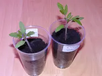Tomaten klein1.webp