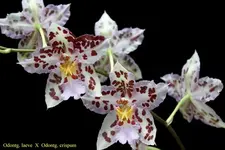 IMG_0761 - Kopie.webp