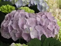 Bild 1570.webp