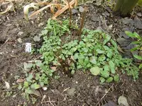 CIMG4326.webp
