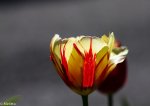 IMG_9178.jpg