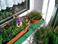 Frühling 2014.webp