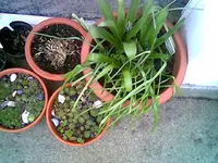 Hyazinthe 2014 Feb..webp