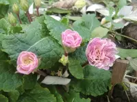 CIMG4033.webp