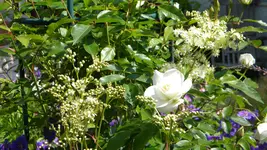 DSCN4900.webp