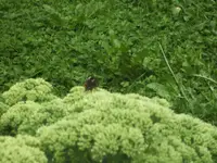 BILD0942.webp