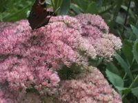 BILD1030.webp
