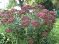 BILD1112.webp