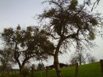 jan08 009.jpg