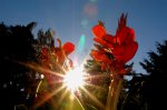 Sonne1.jpg
