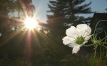 Sonne2.jpg