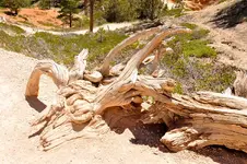 Holz.webp