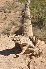 Holz3.webp